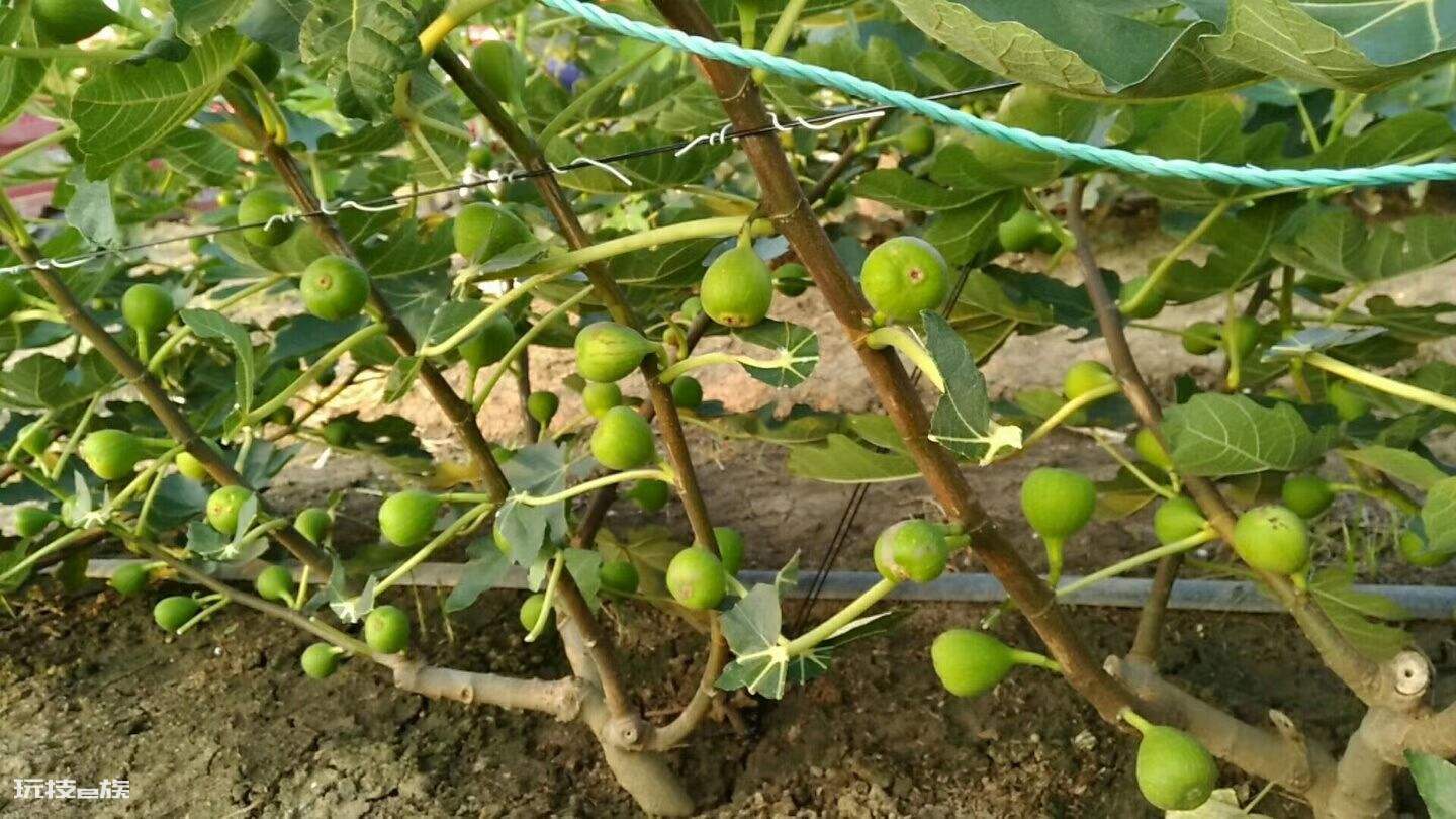 无花果一年可以结几次果(无花果树怎么种才能高产的技术)-图片4